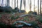 Tramonto nella faggeta vicino a Fonte Perde Capra (45kb)